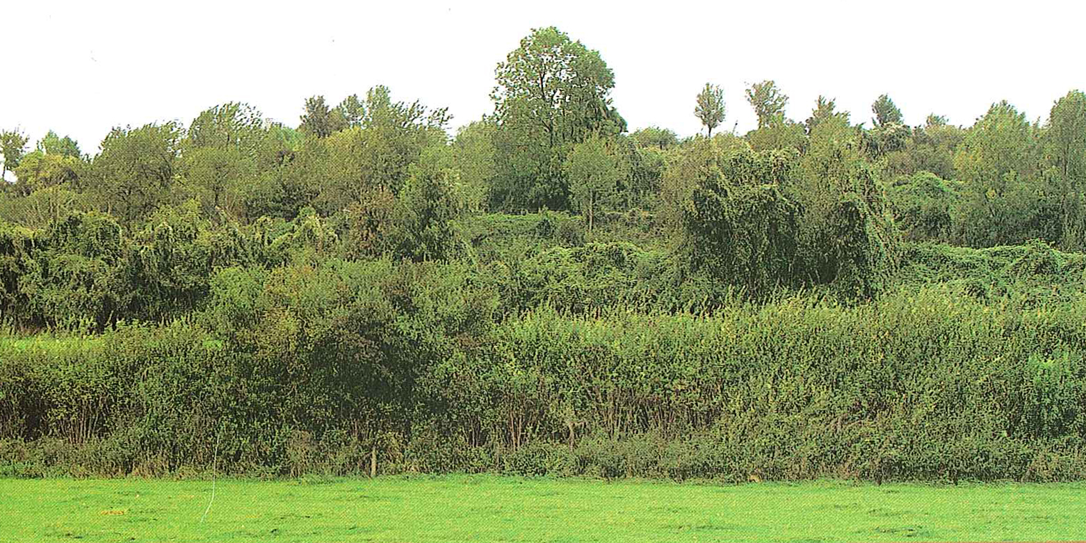 afbeelding "i_NL.IMRO.0865.bgBPGroenschehoeve-ON01_0043.jpg"